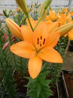 [5133 Flemington VZ No01.JPG]